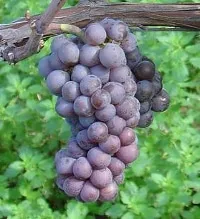 grappolo di uva rossa