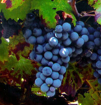 Grappolo d'uva nera in un vigneto