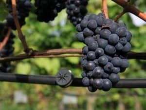 Grappoli di uva nera su un filare in vigneto