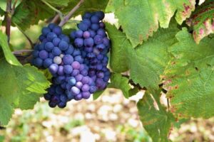 Grappolo di uva Pinot Nero maturo sulla vite