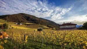 Vigneto in collina con filari dorati e casale sullo sfondo