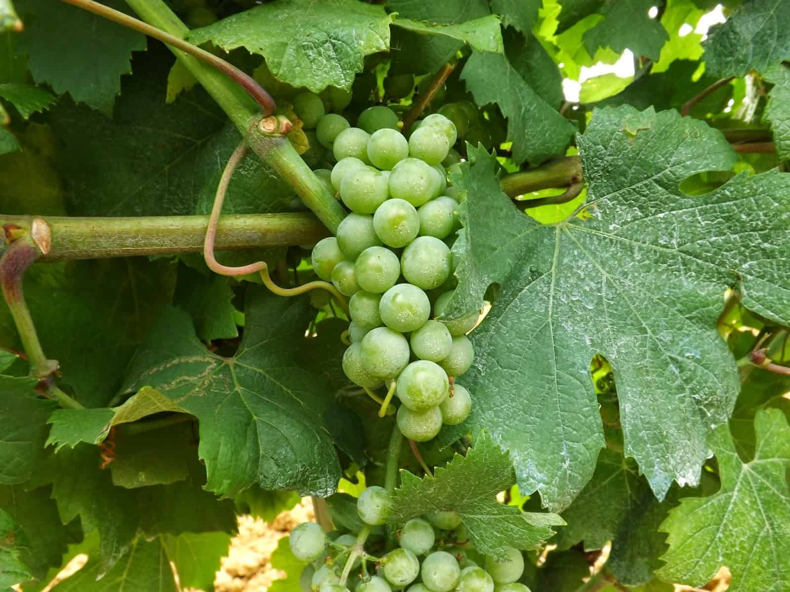 Grappolo di uva bianca acerba tra le foglie della vite