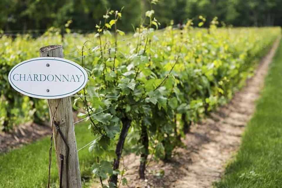 Cartello Chardonnay all'inizio di un filare in un vigneto