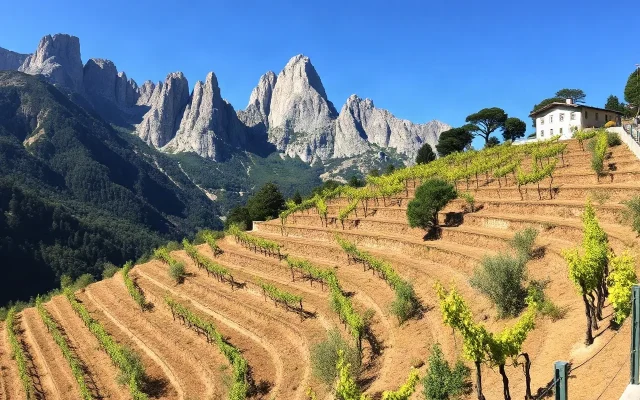 Vigneti terrazzati in Alto Adige con le Dolomiti sullo sfondo