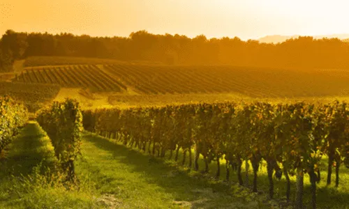 vigneto al tramonto